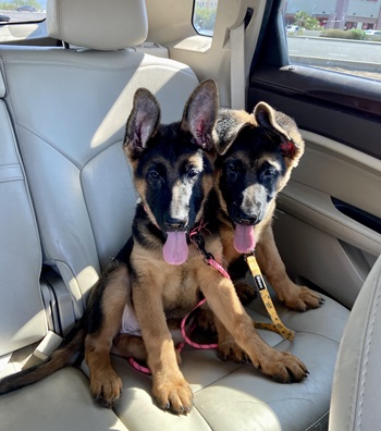 Catalina German Shepherds photo
