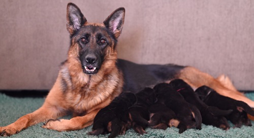 Vom Dortmunder German Shepherds photo