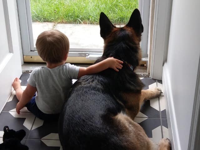 Eichenluft European German Shepherds photo