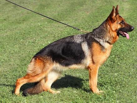 Givenhaus German Shepherds photo