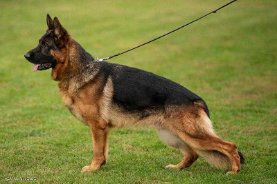 Capriole Farm German Shepherds photo