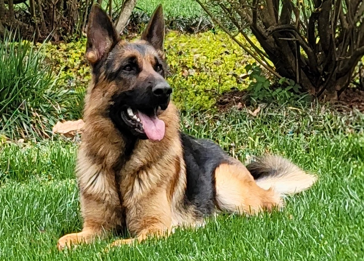 Baumwolle German Shepherds photo