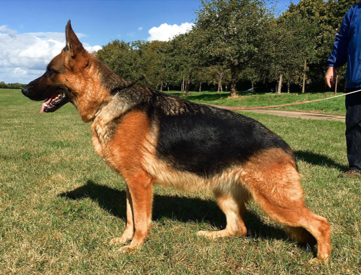 Roche's German Shepherds photo