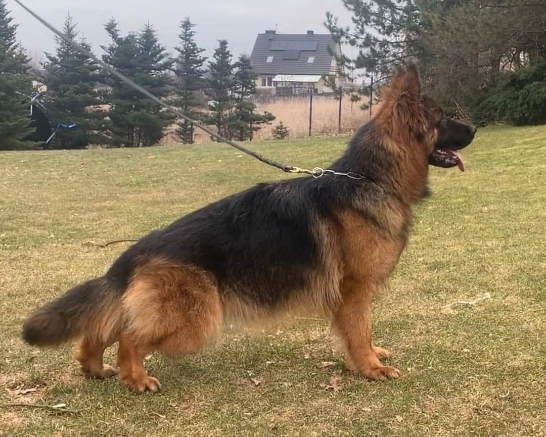 Margel German Shepherds photo