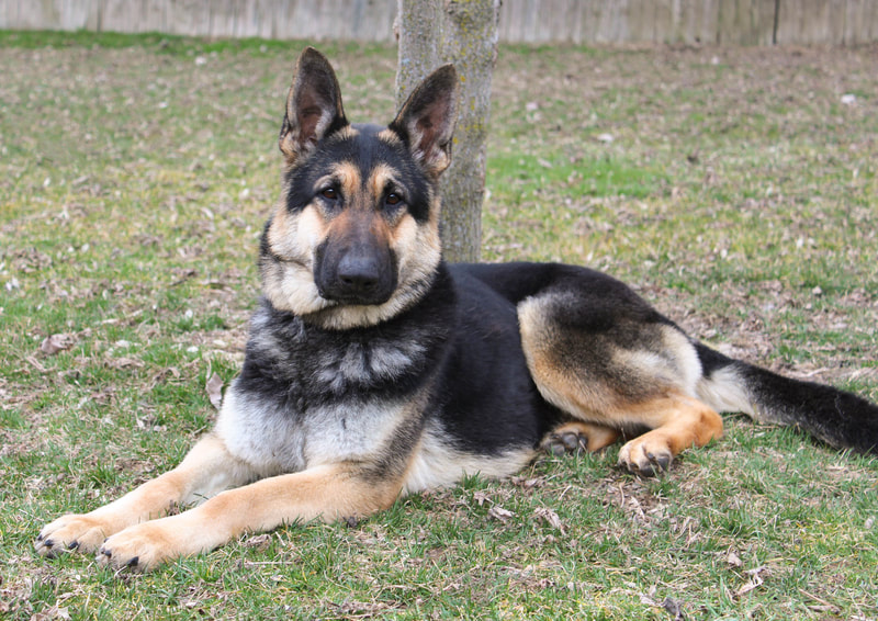Stonehill Kennels photo