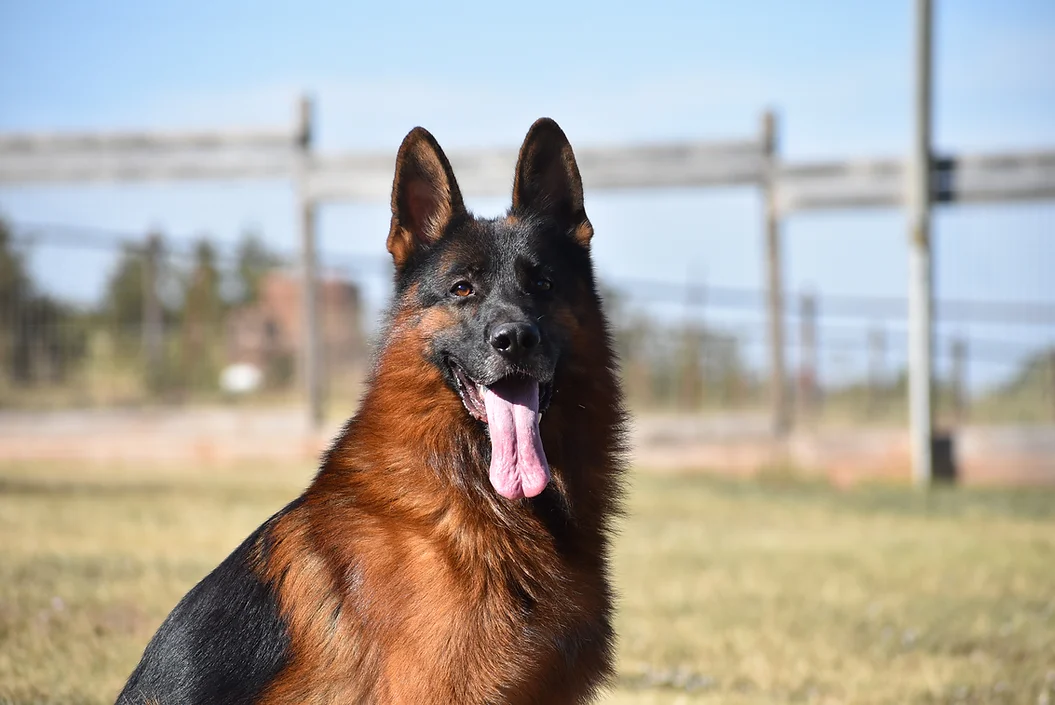 vom Haus Berg German Shepherds photo