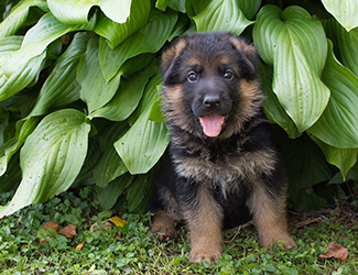Haus Juris German Shepherds photo
