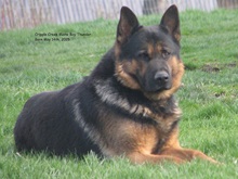 Cripple Creek German Shepherds photo