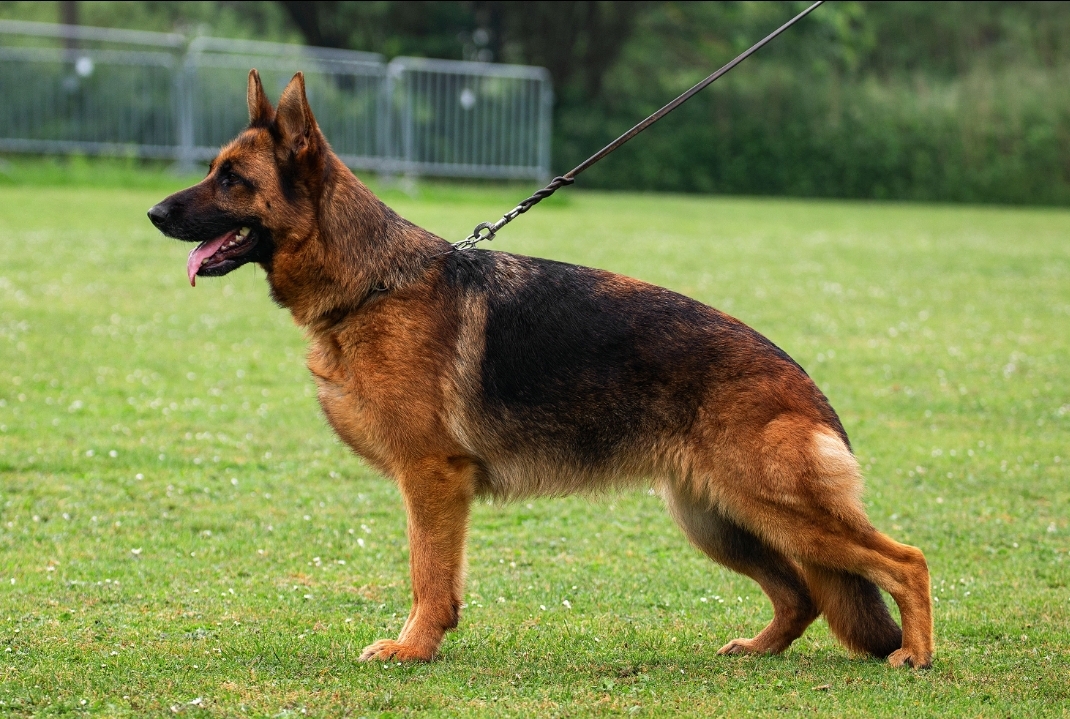 Kappel Kennel German Shepherds photo