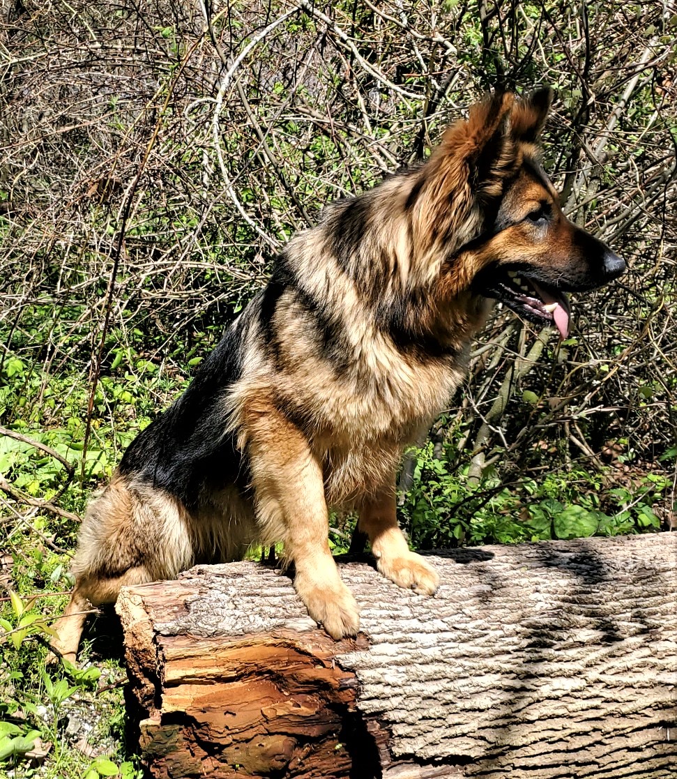 Eikelberg Shepherds photo