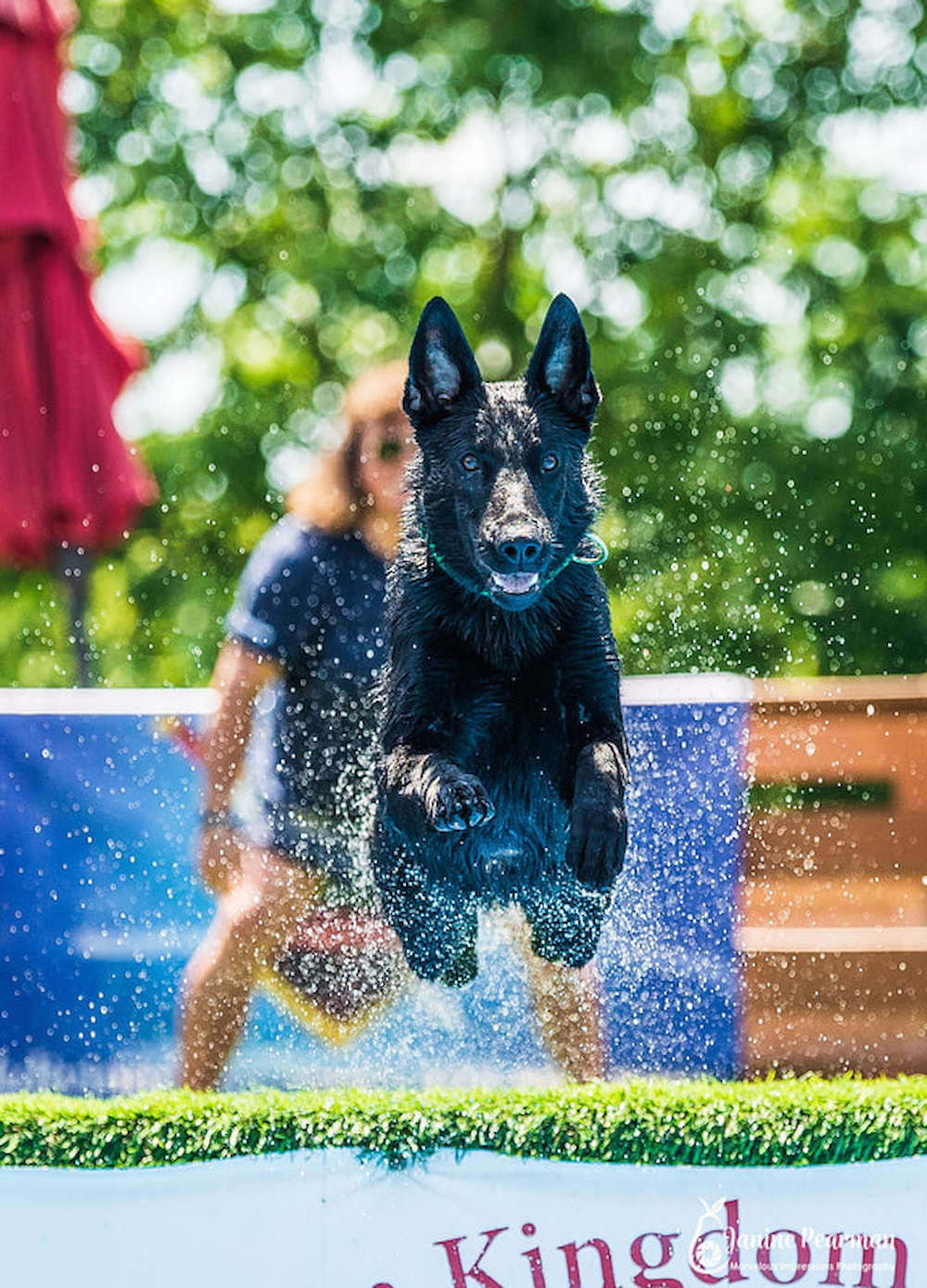 Camelot German Shepherds photo