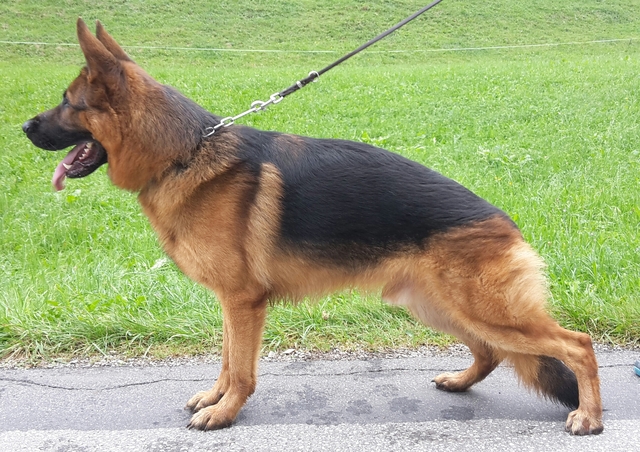 vom Hognadottir German Shepherd & Rottweilers photo