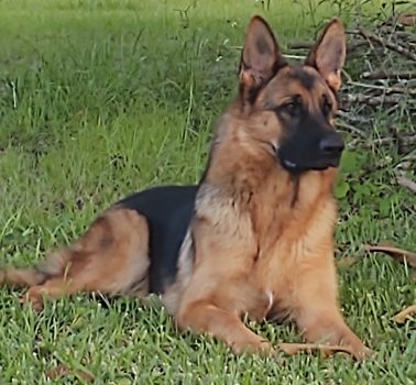 Haus Brezel German Shepherds photo