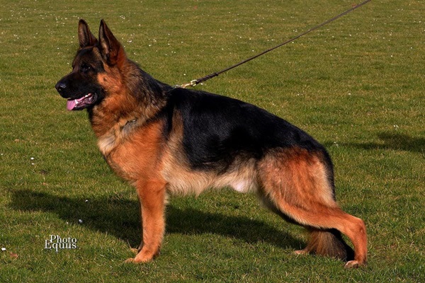 Select K9's photo