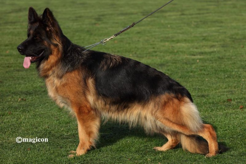 Von Der Otto German Shepherds photo