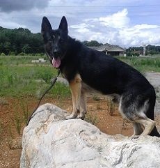 Vom Ruff Kennel photo