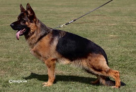 Semper Fi K-9 photo