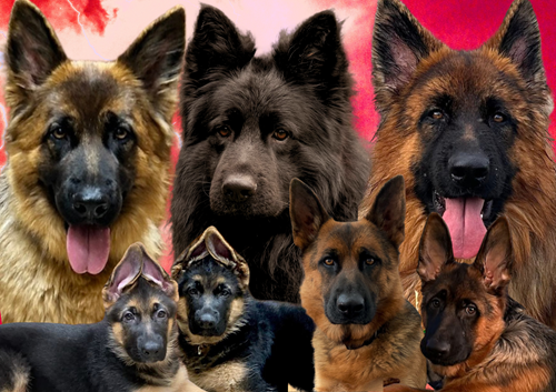 Archbold Haus World Class German Shepherds photo