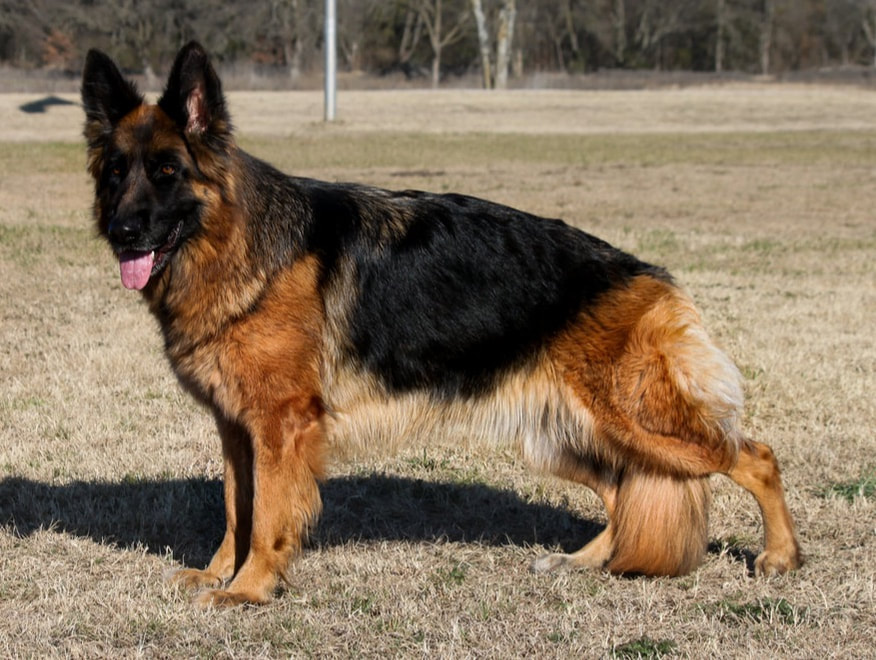 King of Zion German Shepherds photo