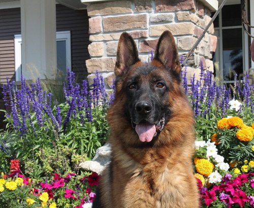 Kolenda Kennels photo