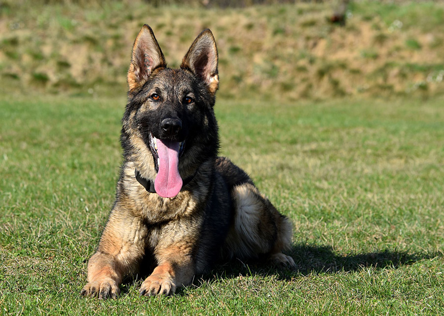 Zimmerhoff German Shepherds photo