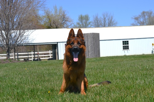 My BodyGuard German Shepherd Dogs photo