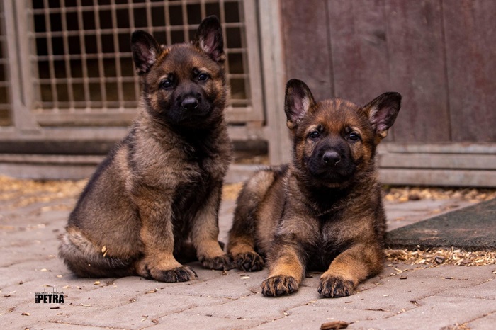 Spartan Shepherds photo